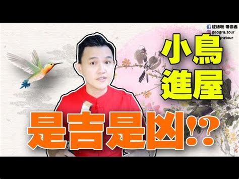 自來鳥 風水|【自來鳥 風水】自來鳥風水好嗎？屋內有自來鳥代表什麼？